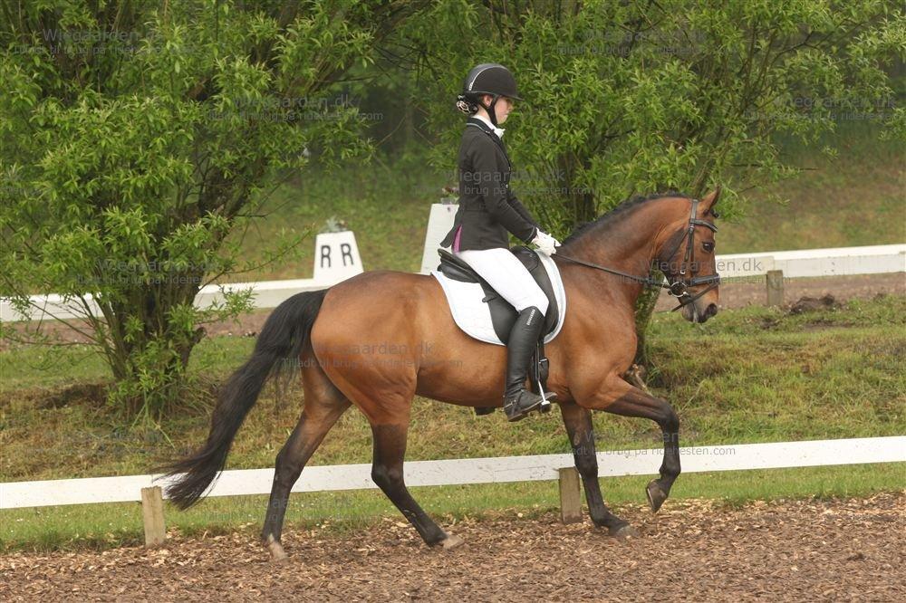 Anden særlig race Sir Anton Marron - Morsø 2012, fantastisk oplevelse med dig<3 billede 1
