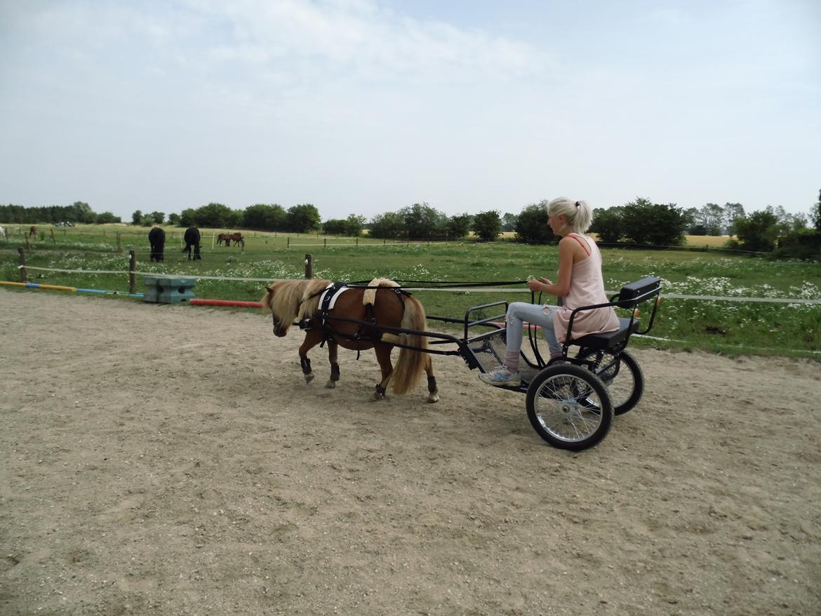 Shetlænder Rosie - Rosie køre med vogn <3 billede 3