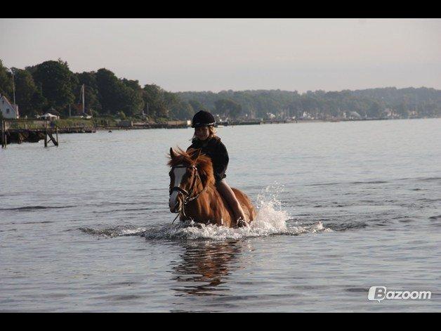 Anden særlig race Passir <3 <3 - Lea og Passirs første strandtur sammen :) billede 13