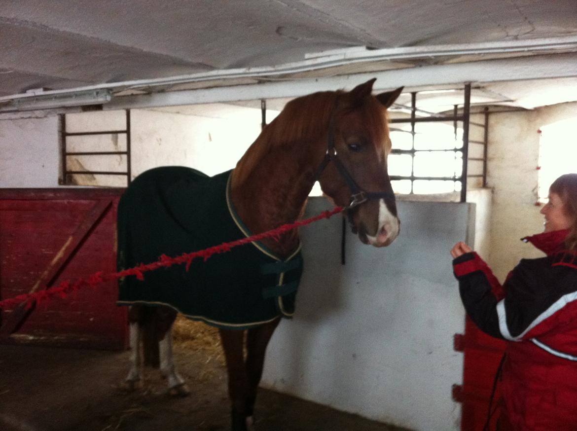 Dansk Varmblod Aalykkegaardens Ferrari billede 15