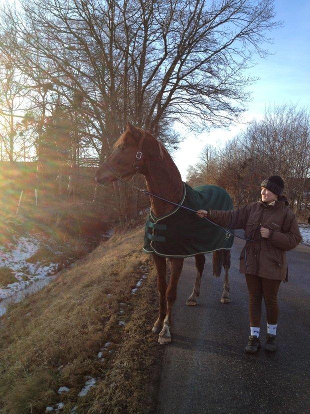 Dansk Varmblod Aalykkegaardens Ferrari billede 16