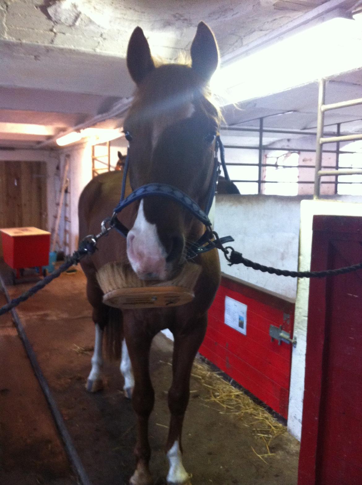 Dansk Varmblod Aalykkegaardens Ferrari billede 17