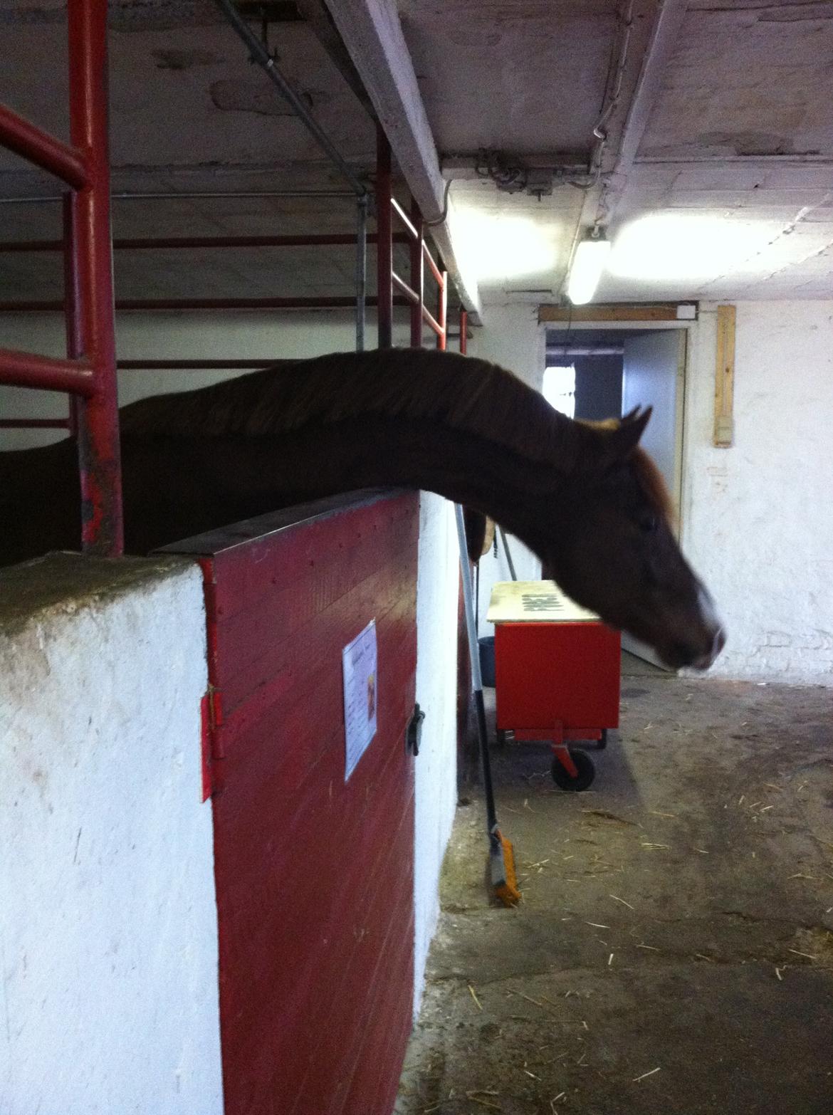 Dansk Varmblod Aalykkegaardens Ferrari billede 18