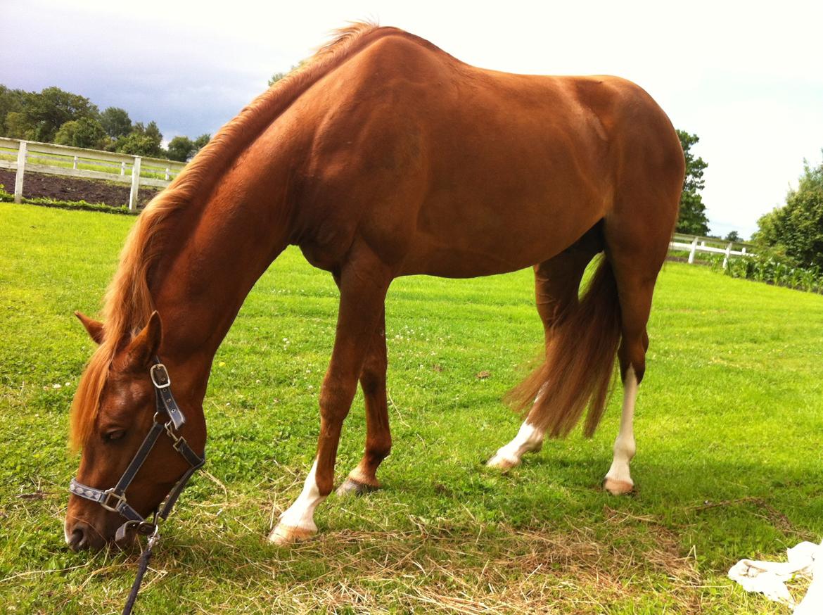 Dansk Varmblod Aalykkegaardens Ferrari billede 19