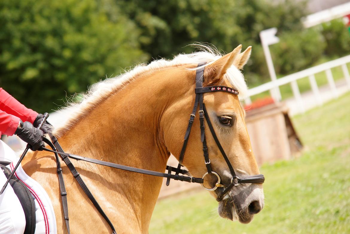 Haflinger Nordan`s Aurora *EM GULD* billede 5