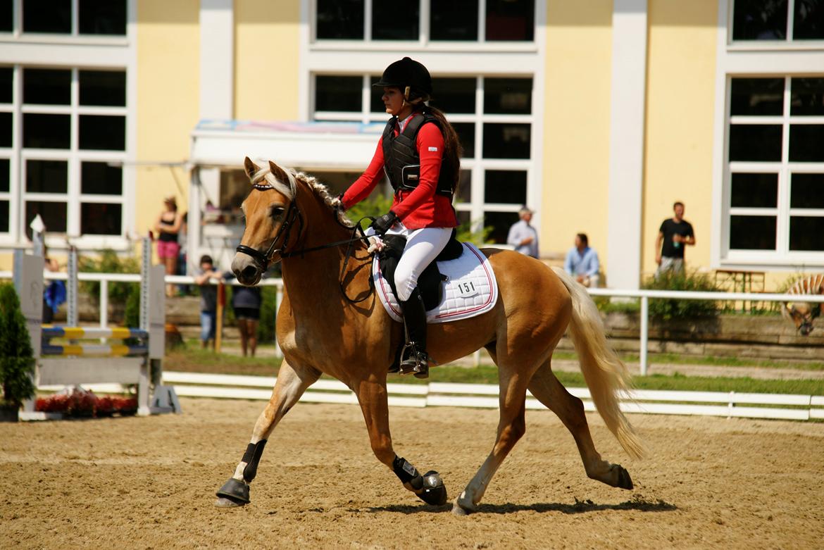 Haflinger Nordan`s Aurora *EM GULD* billede 12