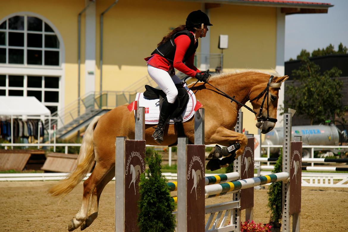 Haflinger Nordan`s Aurora *EM GULD* billede 10