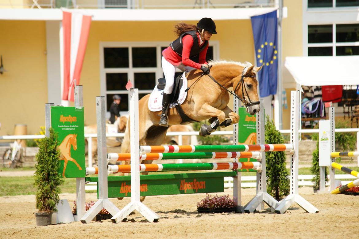 Haflinger Nordan`s Aurora *EM GULD* billede 1