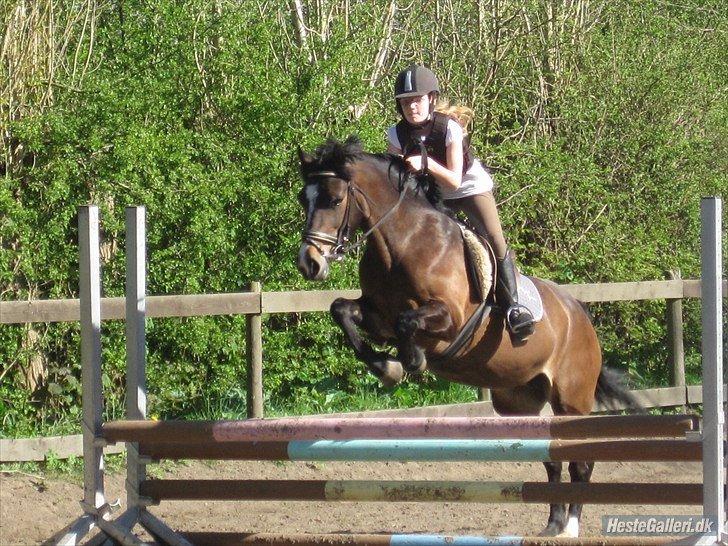 Welsh Cob (sec D) Søegaardens Miss Gipsy - Wee :) . Foto: Nanna Christensen billede 3