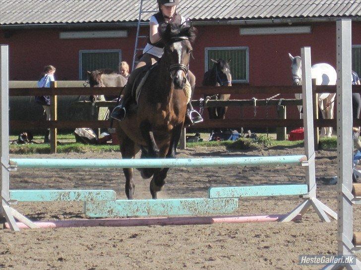 Welsh Cob (sec D) Søegaardens Miss Gipsy - Ser Hun ikke lidt tyk ud??<3 Foto: Nanna Christensen billede 4
