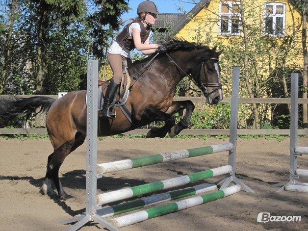 Welsh Cob (sec D) Søegaardens Miss Gipsy - Foto: Nanna Christensen  billede 5