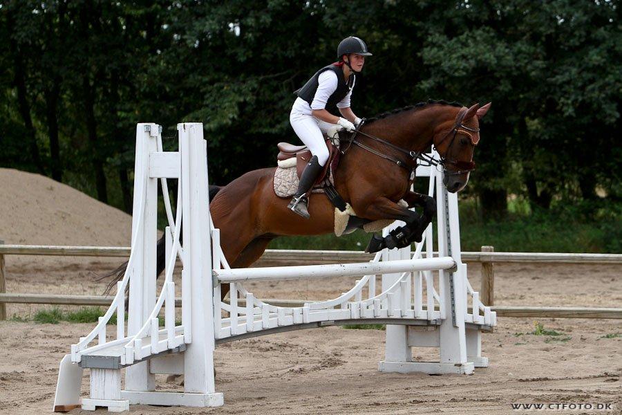 Anden særlig race Jari - Nordvestsjællands rideklub d. 4/8-2012. 
Klasse: LC&LB billede 7
