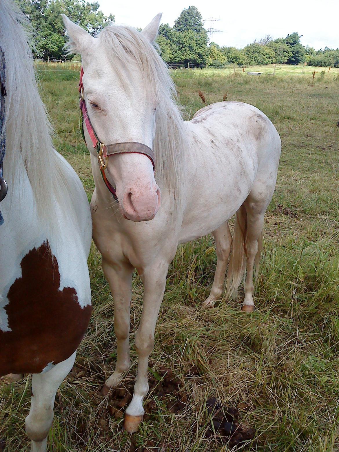 Welsh Pony (sec B) Aastrupgaards Aayan billede 1