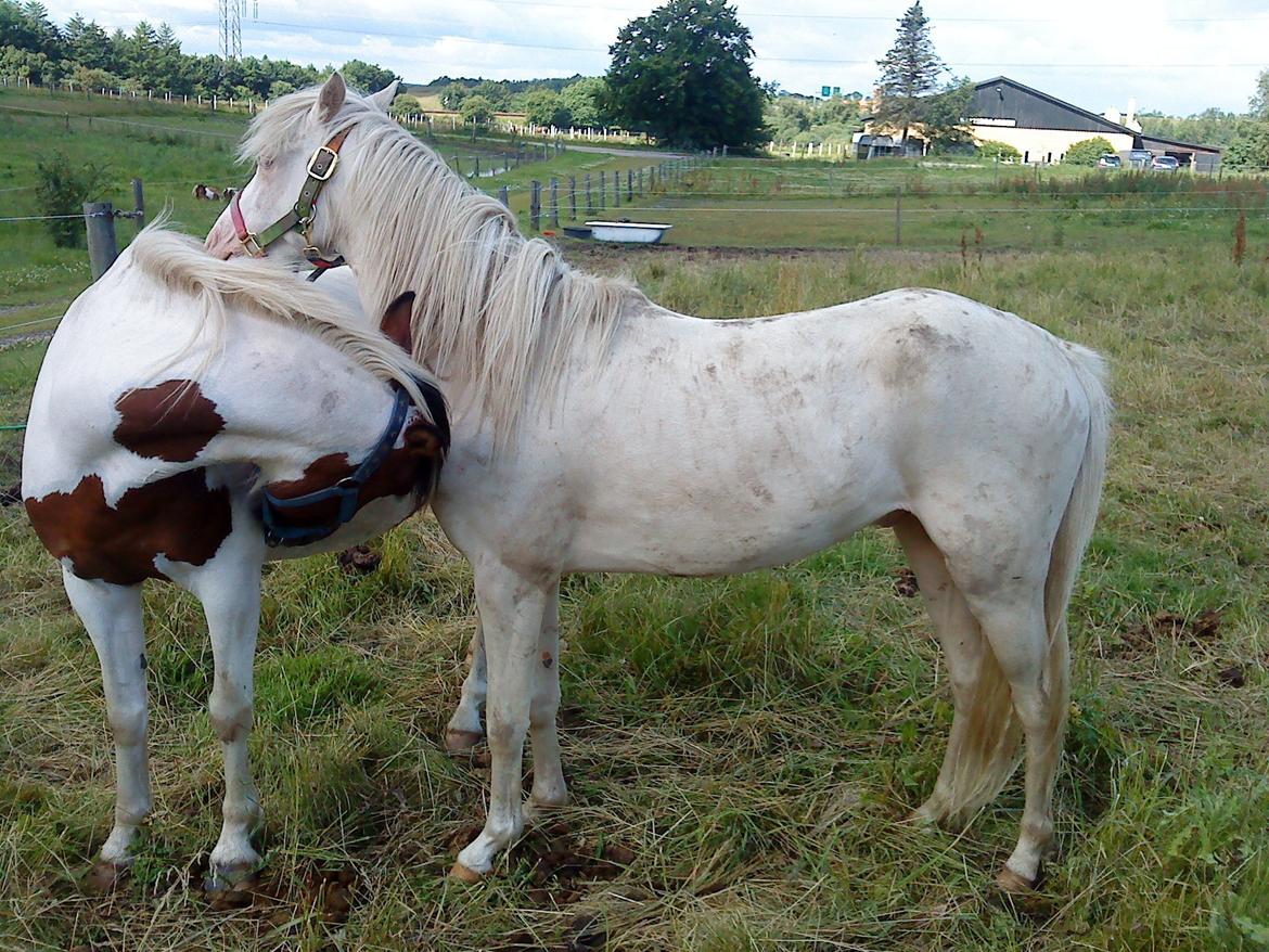 Welsh Pony (sec B) Aastrupgaards Aayan billede 2