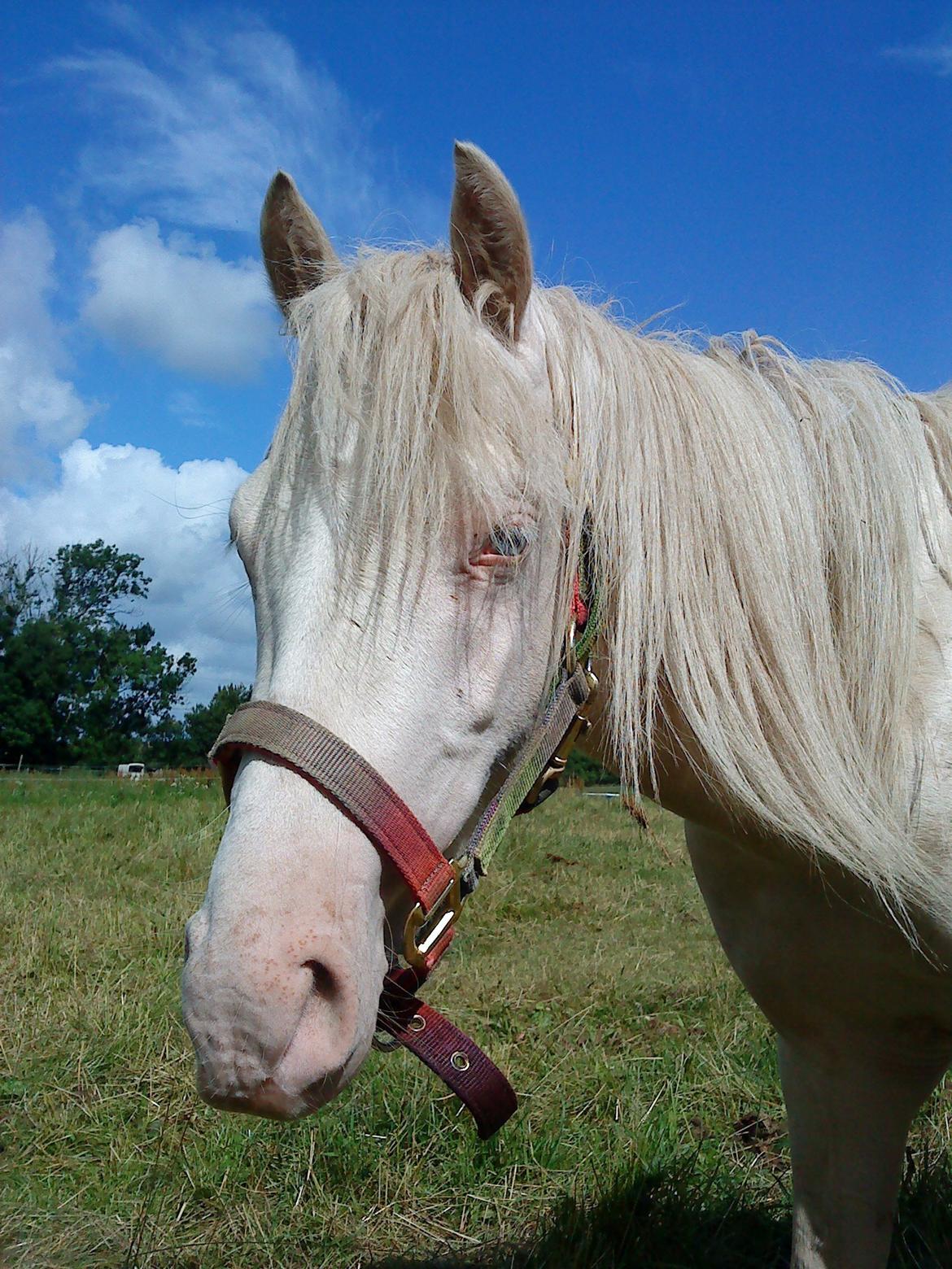 Welsh Pony (sec B) Aastrupgaards Aayan billede 3