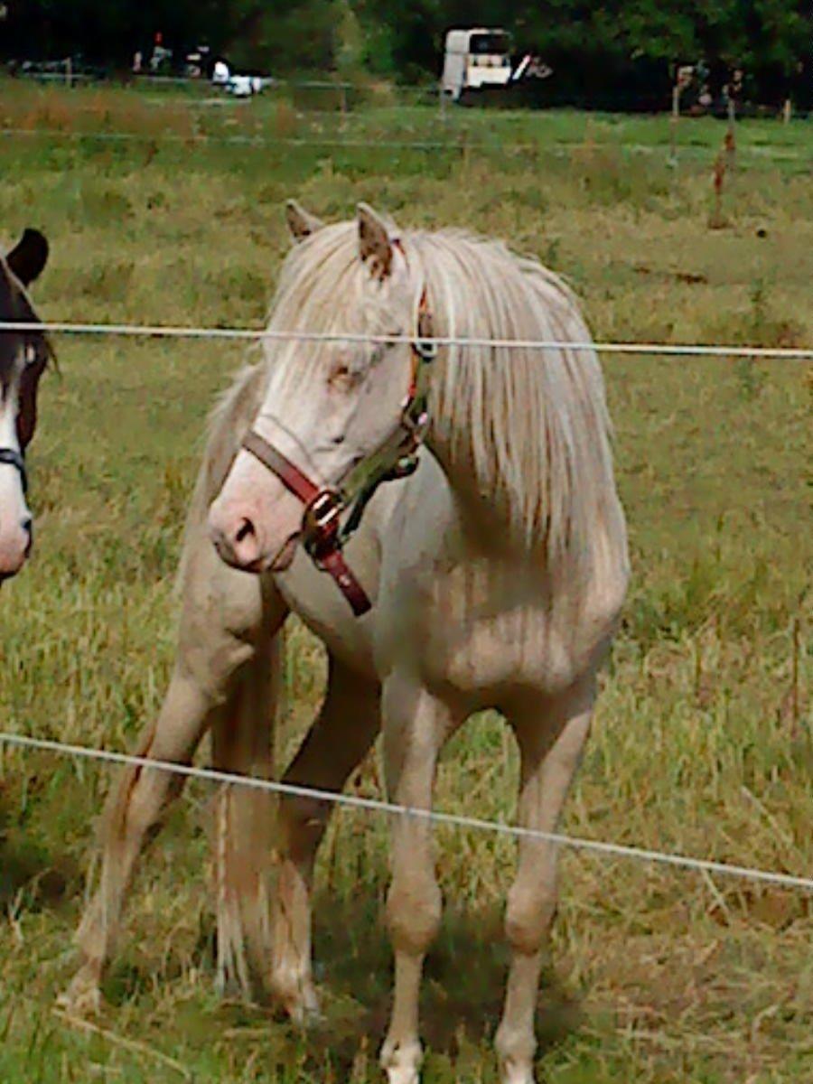 Welsh Pony (sec B) Aastrupgaards Aayan billede 5