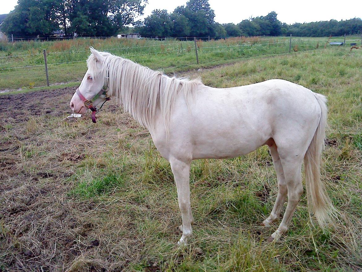 Welsh Pony (sec B) Aastrupgaards Aayan billede 7