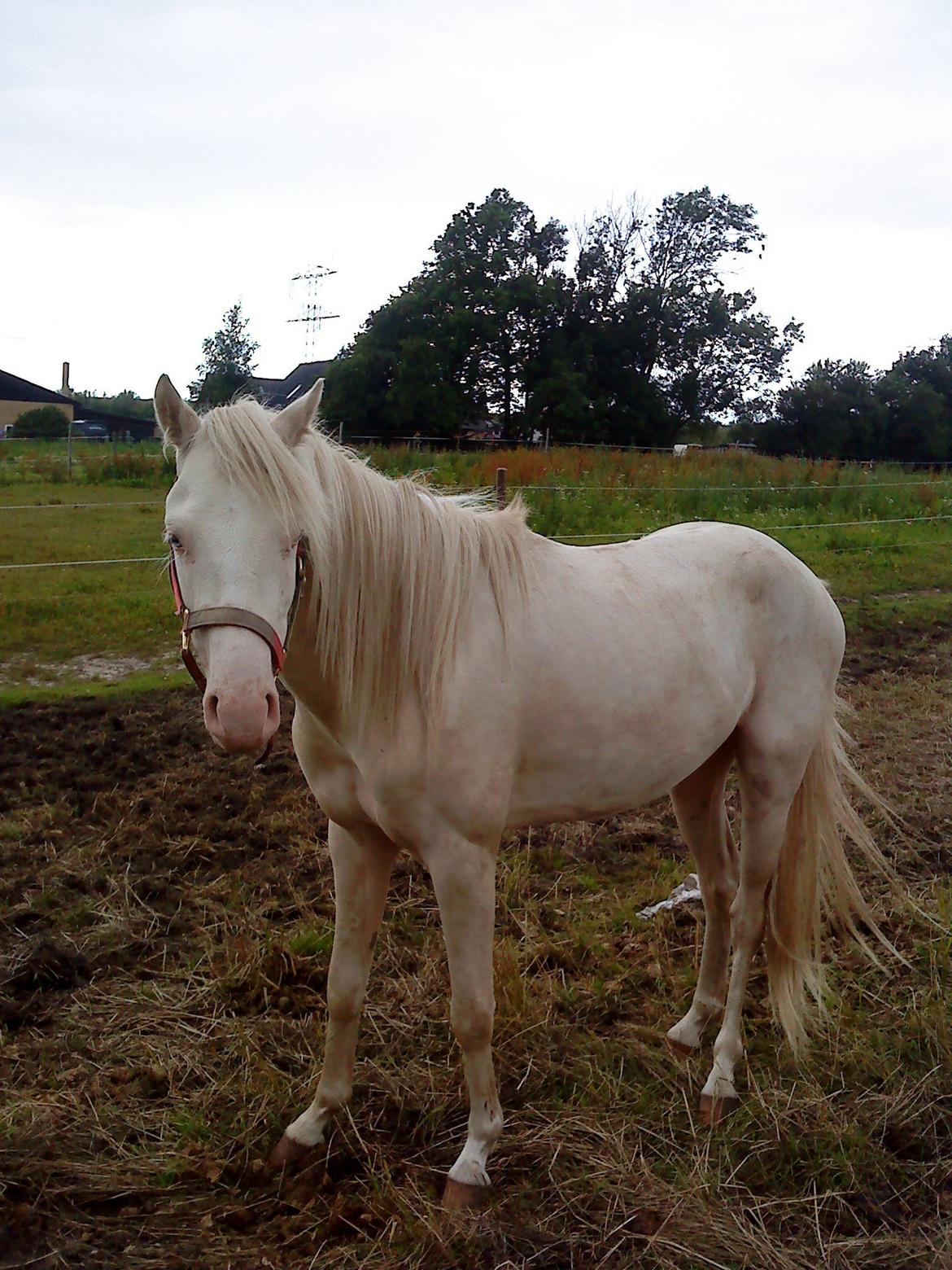 Welsh Pony (sec B) Aastrupgaards Aayan billede 8