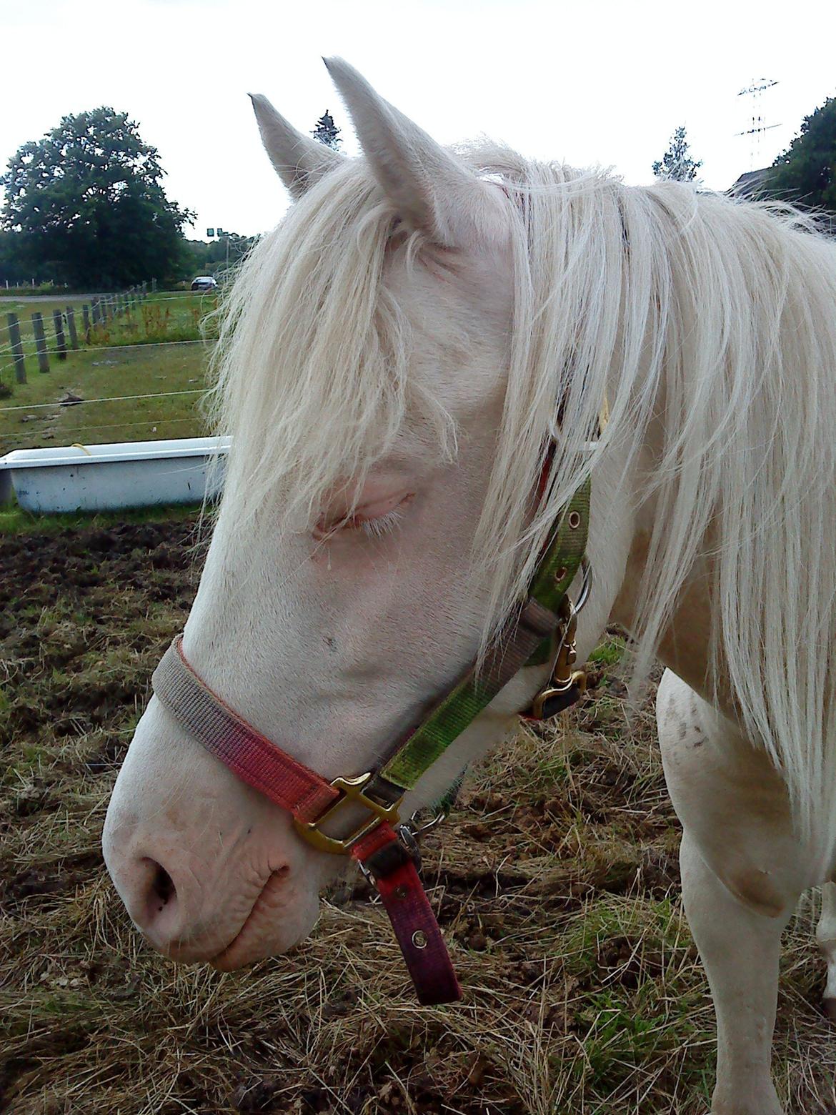 Welsh Pony (sec B) Aastrupgaards Aayan billede 9