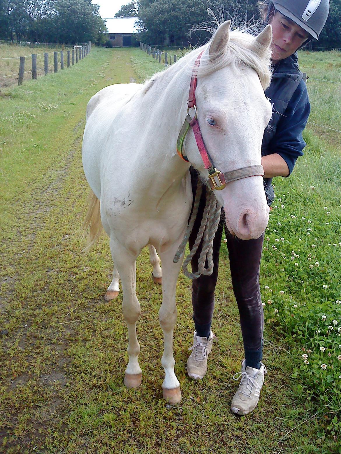 Welsh Pony (sec B) Aastrupgaards Aayan billede 10