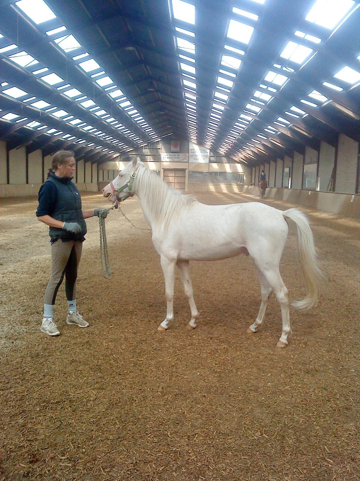 Welsh Pony (sec B) Aastrupgaards Aayan billede 12