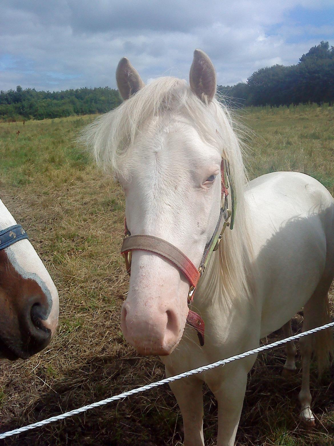 Welsh Pony (sec B) Aastrupgaards Aayan billede 14