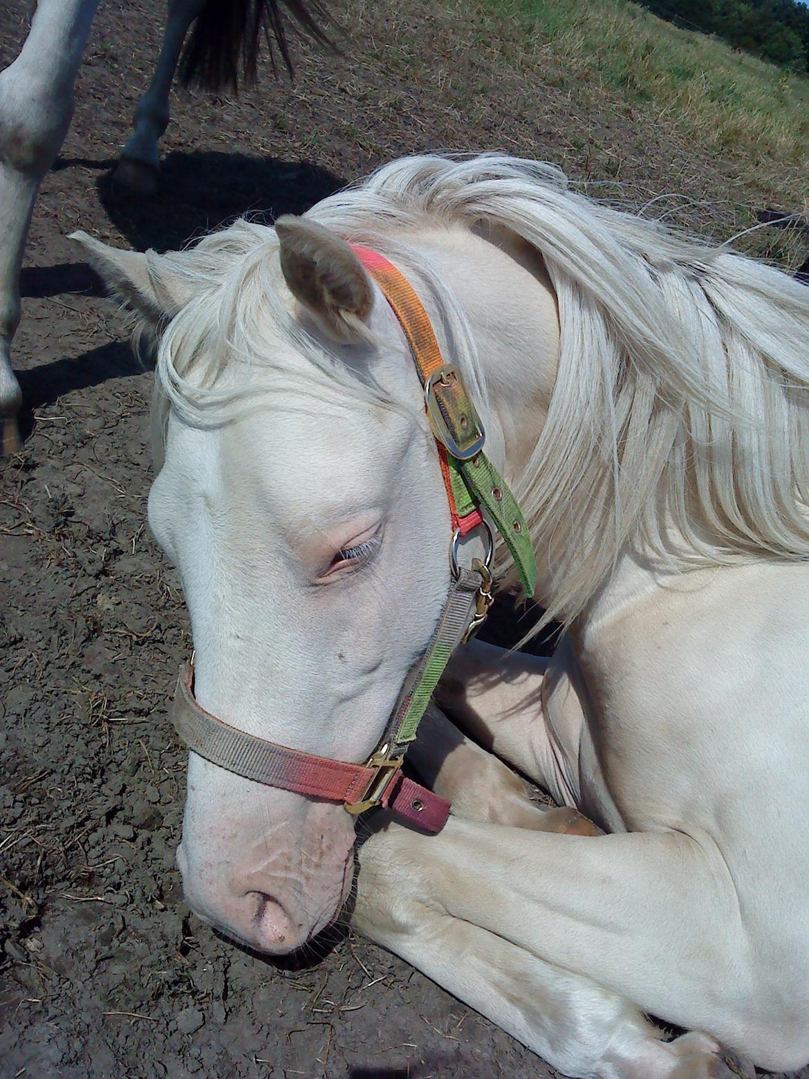 Welsh Pony (sec B) Aastrupgaards Aayan billede 16