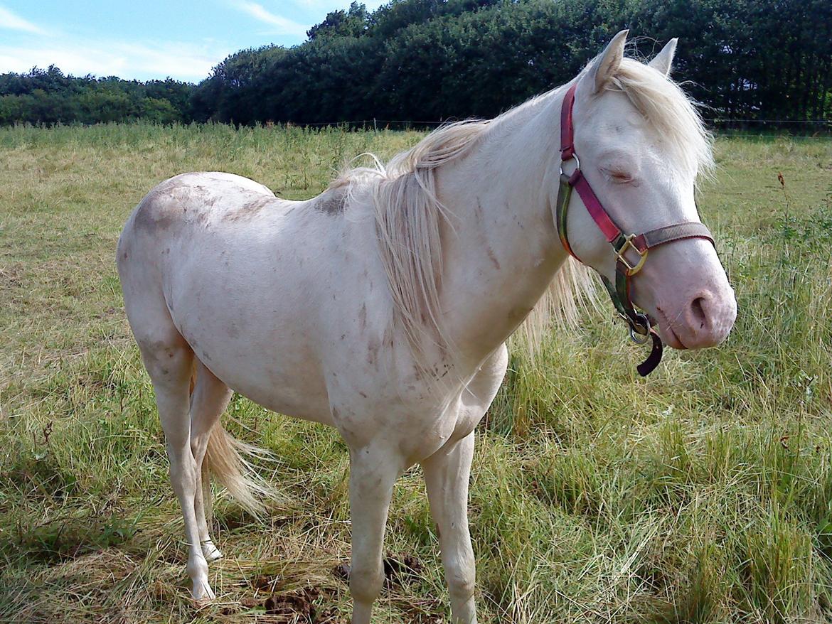 Welsh Pony (sec B) Aastrupgaards Aayan billede 17