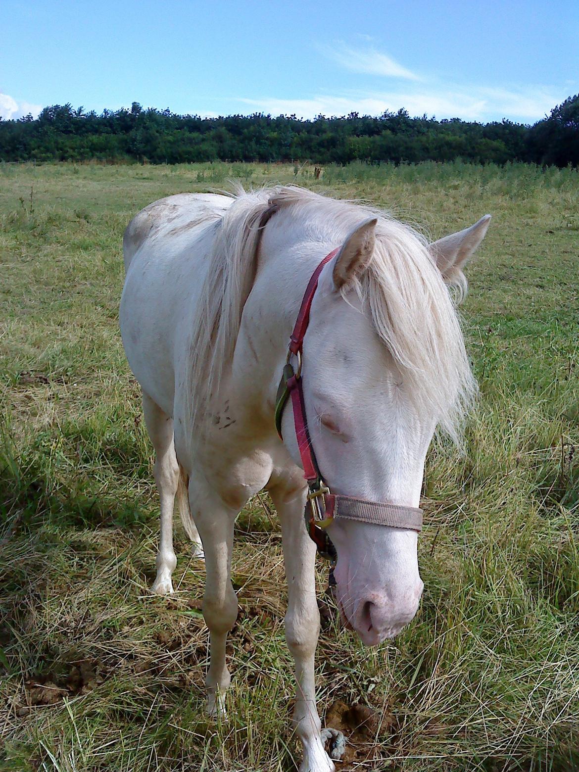 Welsh Pony (sec B) Aastrupgaards Aayan billede 18