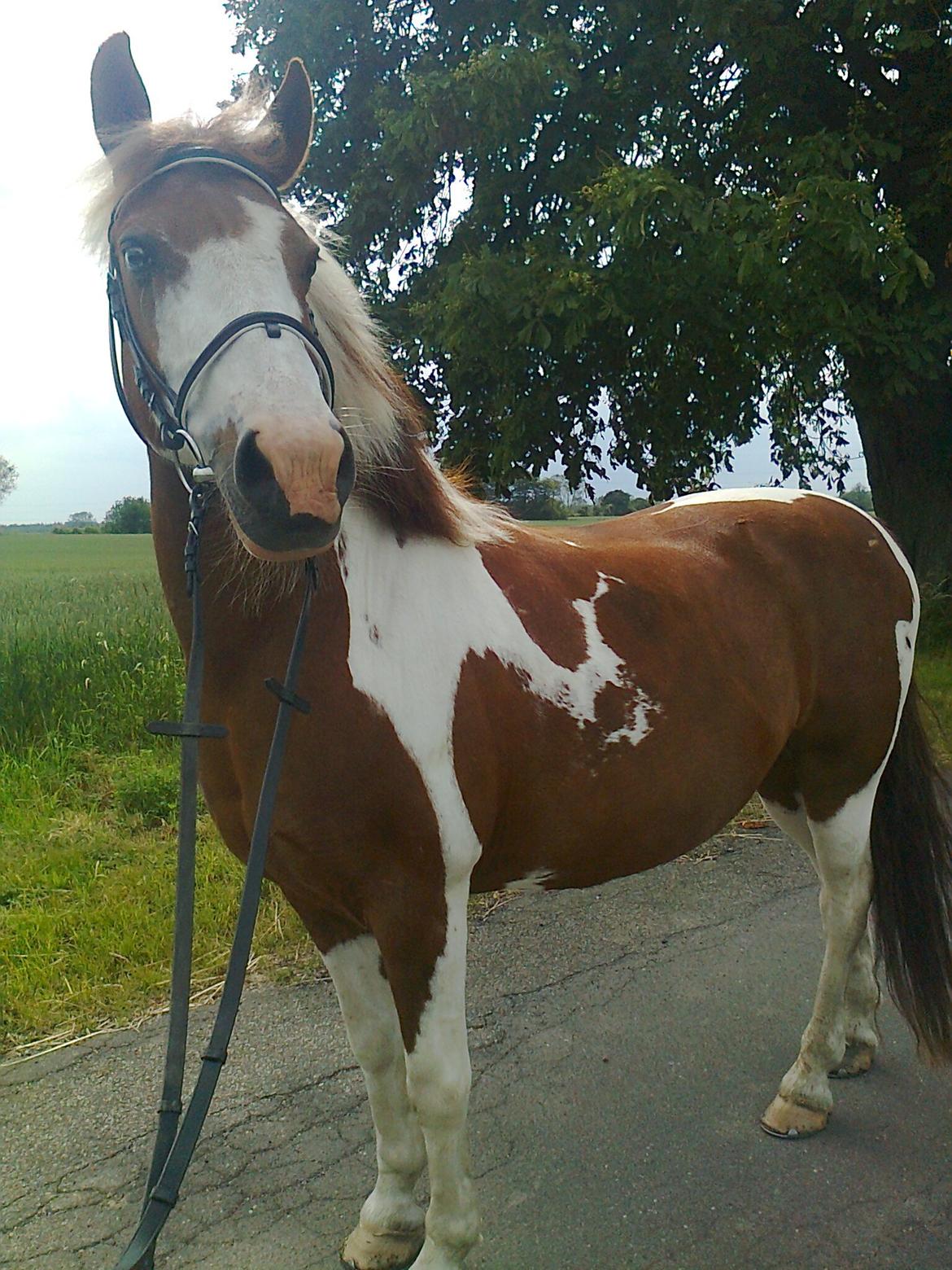 Anden særlig race Wotan - Min SMUKKE pony <3 billede 8