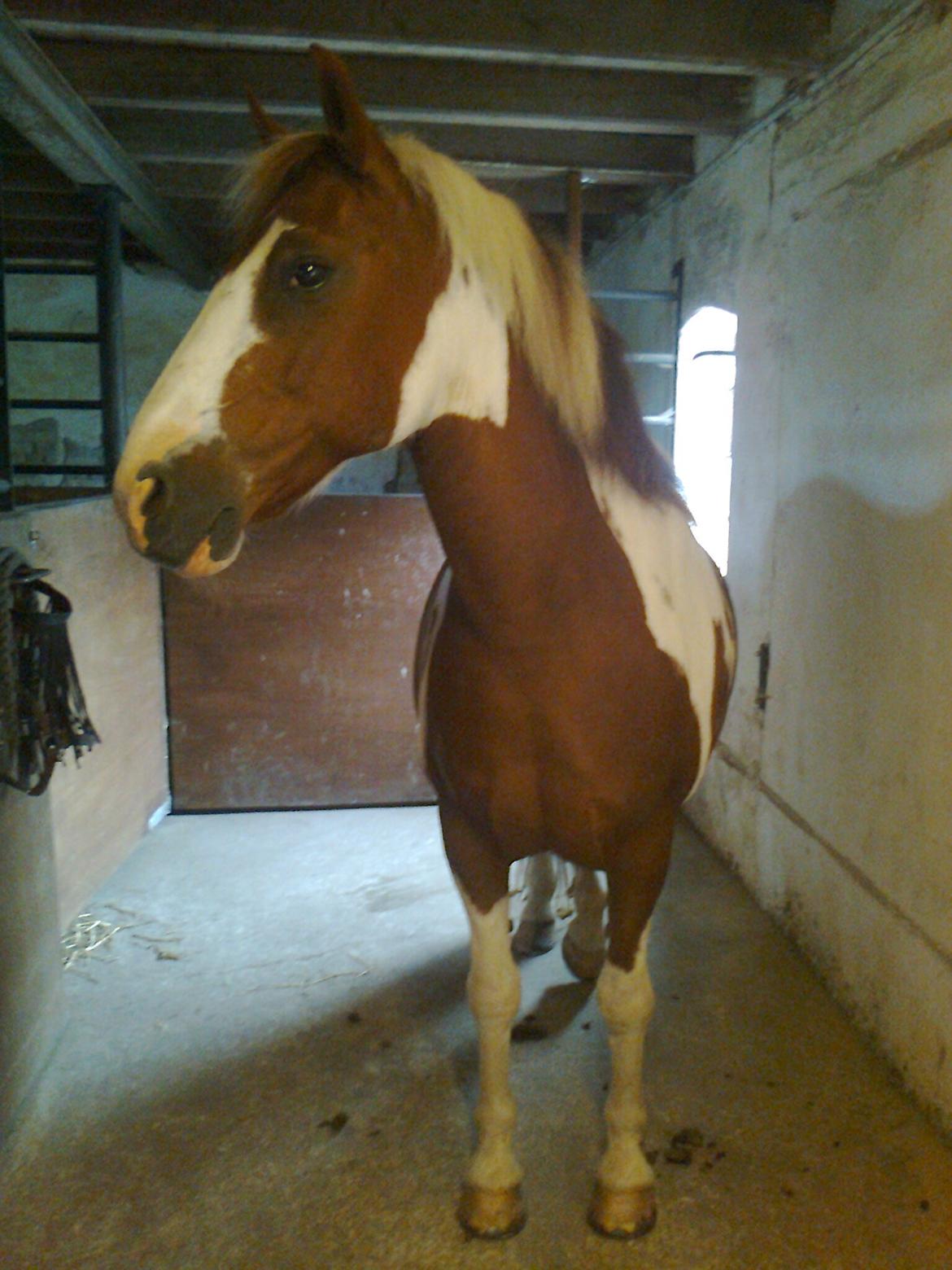 Anden særlig race Wotan - Wotan på staldgangen den ene dag <3 billede 7