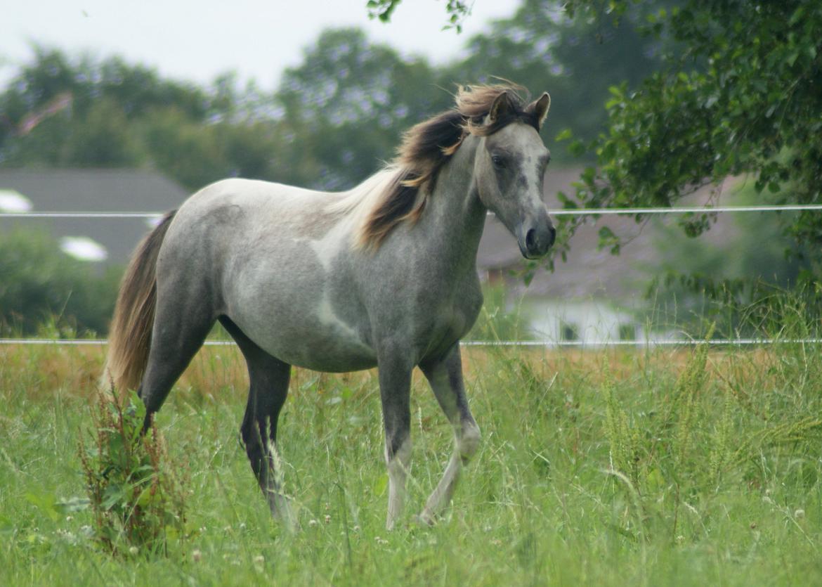 Pinto Extassie Vildal *SOLGT* billede 5