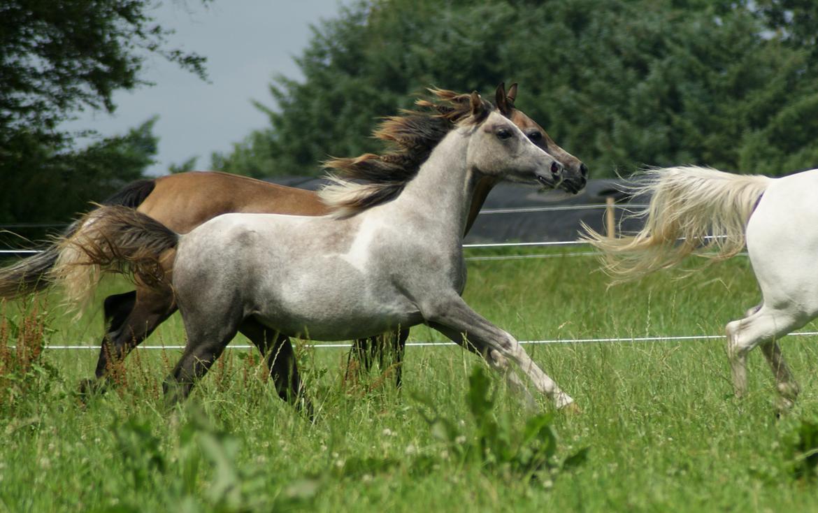 Pinto Extassie Vildal *SOLGT* billede 4