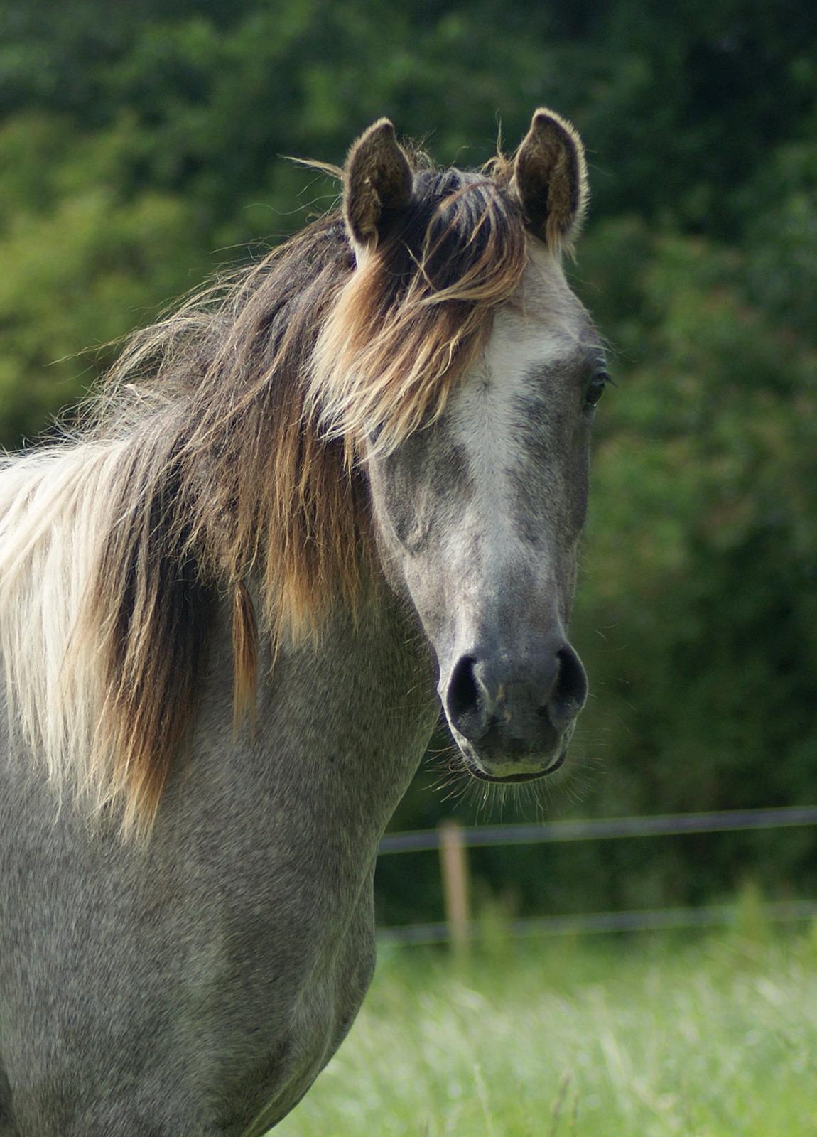 Pinto Extassie Vildal *SOLGT* billede 6