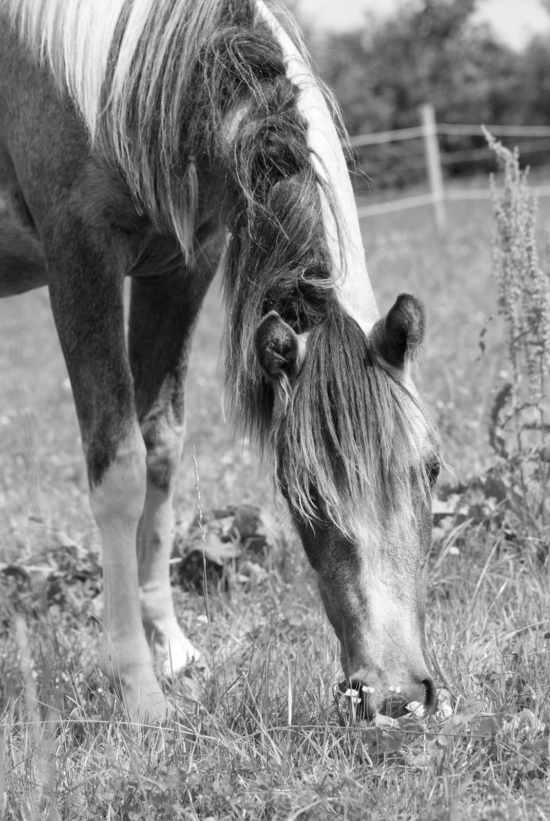 Pinto Extassie Vildal *SOLGT* billede 2