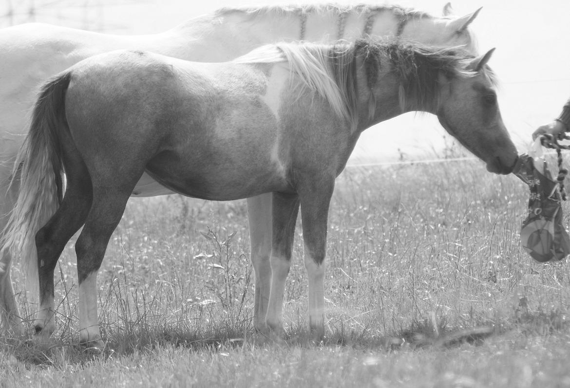 Pinto Extassie Vildal *SOLGT* billede 1