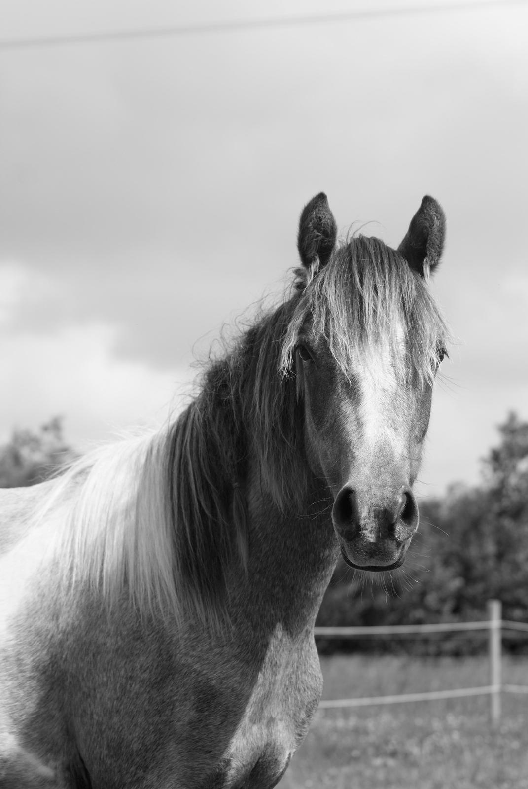 Pinto Extassie Vildal *SOLGT* billede 3