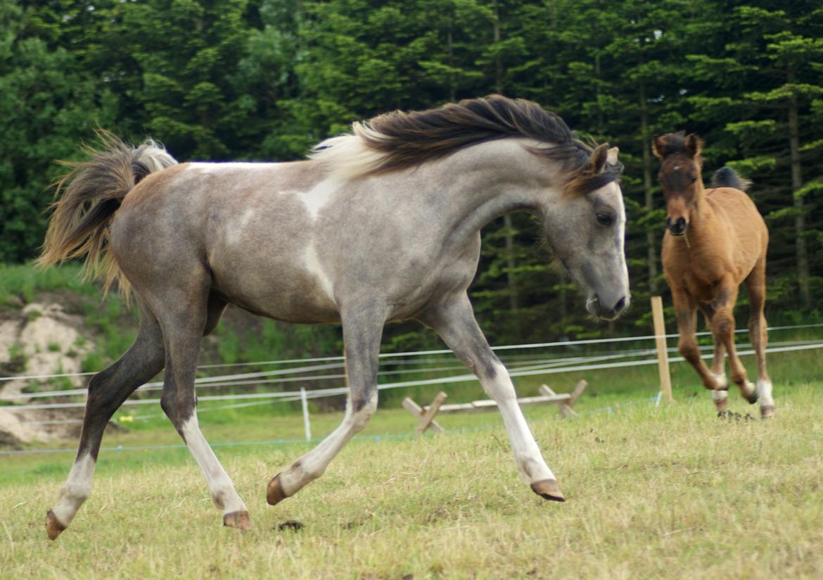 Pinto Extassie Vildal *SOLGT* billede 7