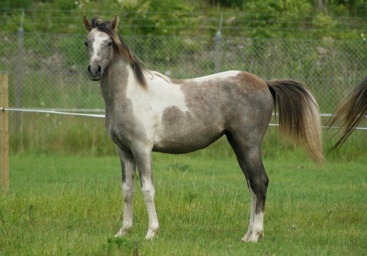 Pinto Extassie Vildal *SOLGT* billede 8