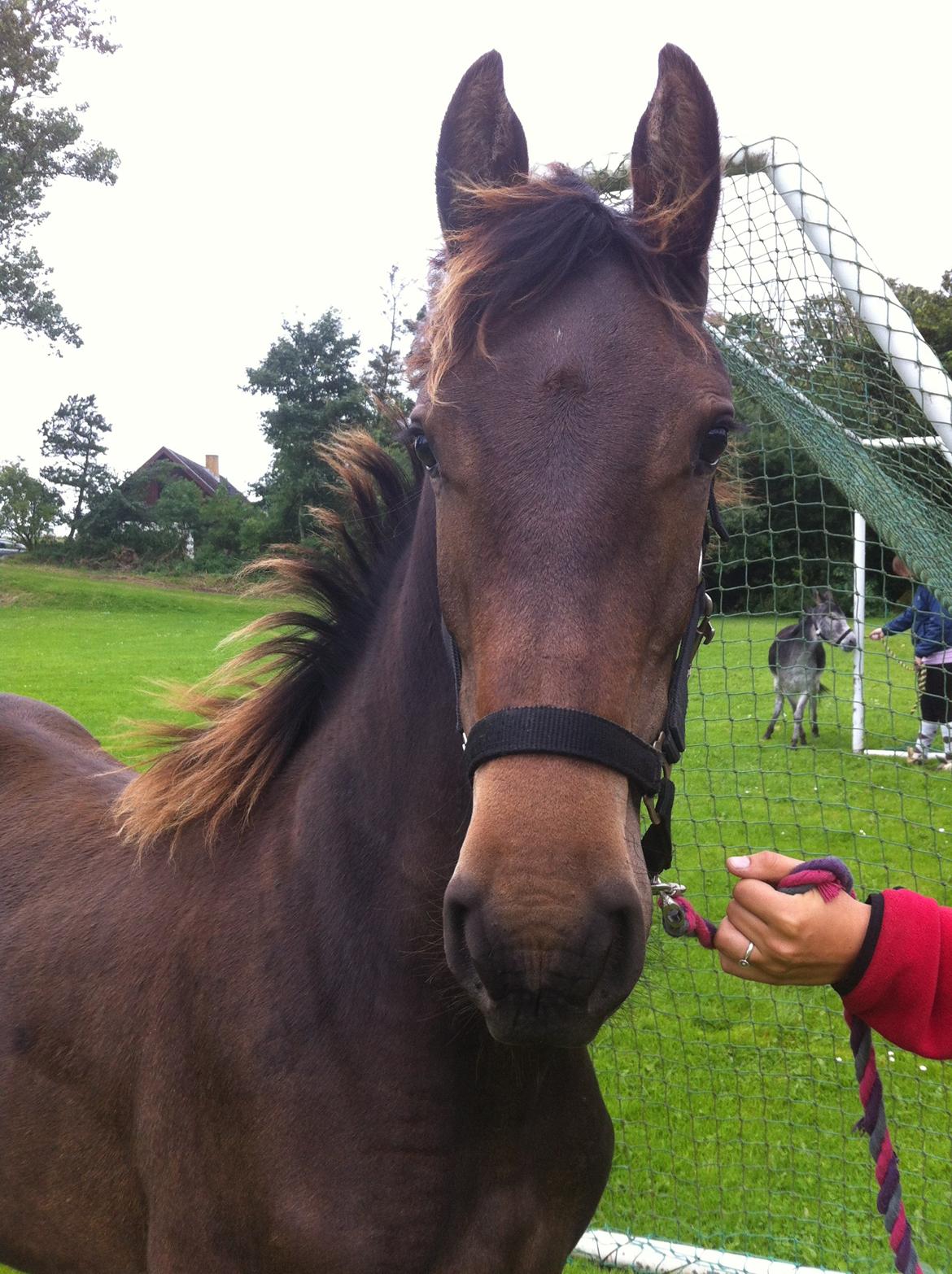 Anden særlig race Egebæks Bailey <3 billede 12