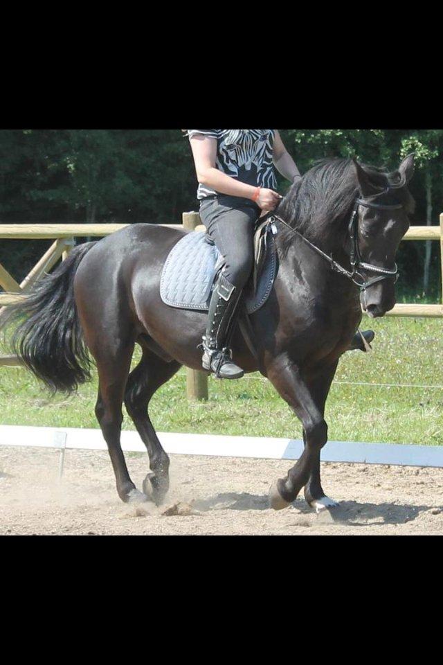 Anden særlig race Jeko Mini--Elsker dig!! billede 18