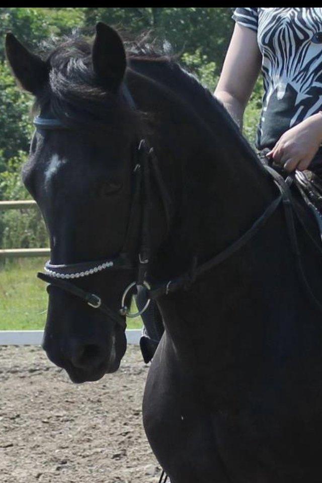 Anden særlig race Jeko Mini--Elsker dig!! billede 20