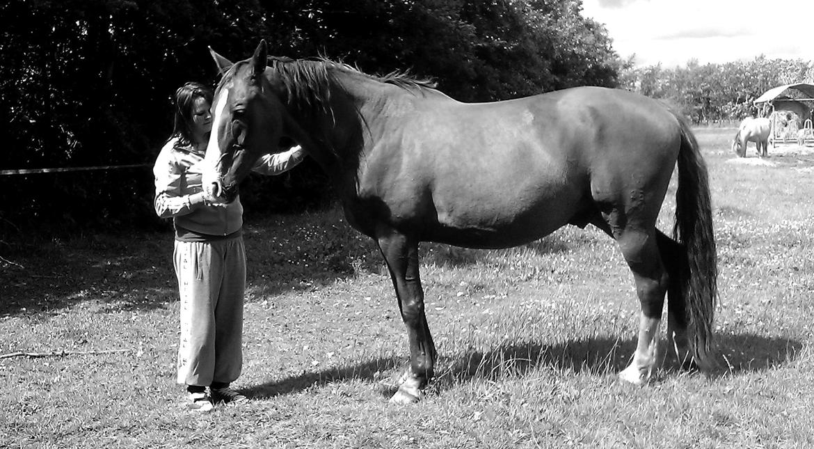 Hannoveraner Nimitz, (Bisnap.) billede 3