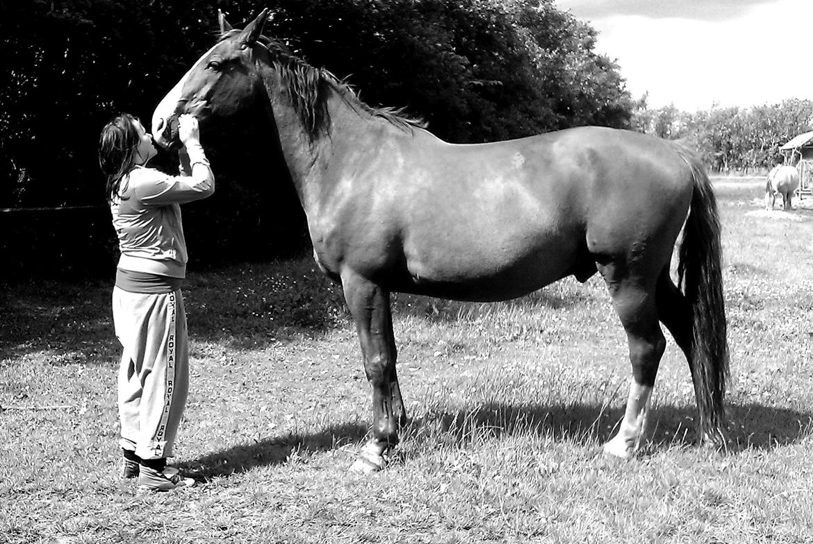 Hannoveraner Nimitz, (Bisnap.) billede 9