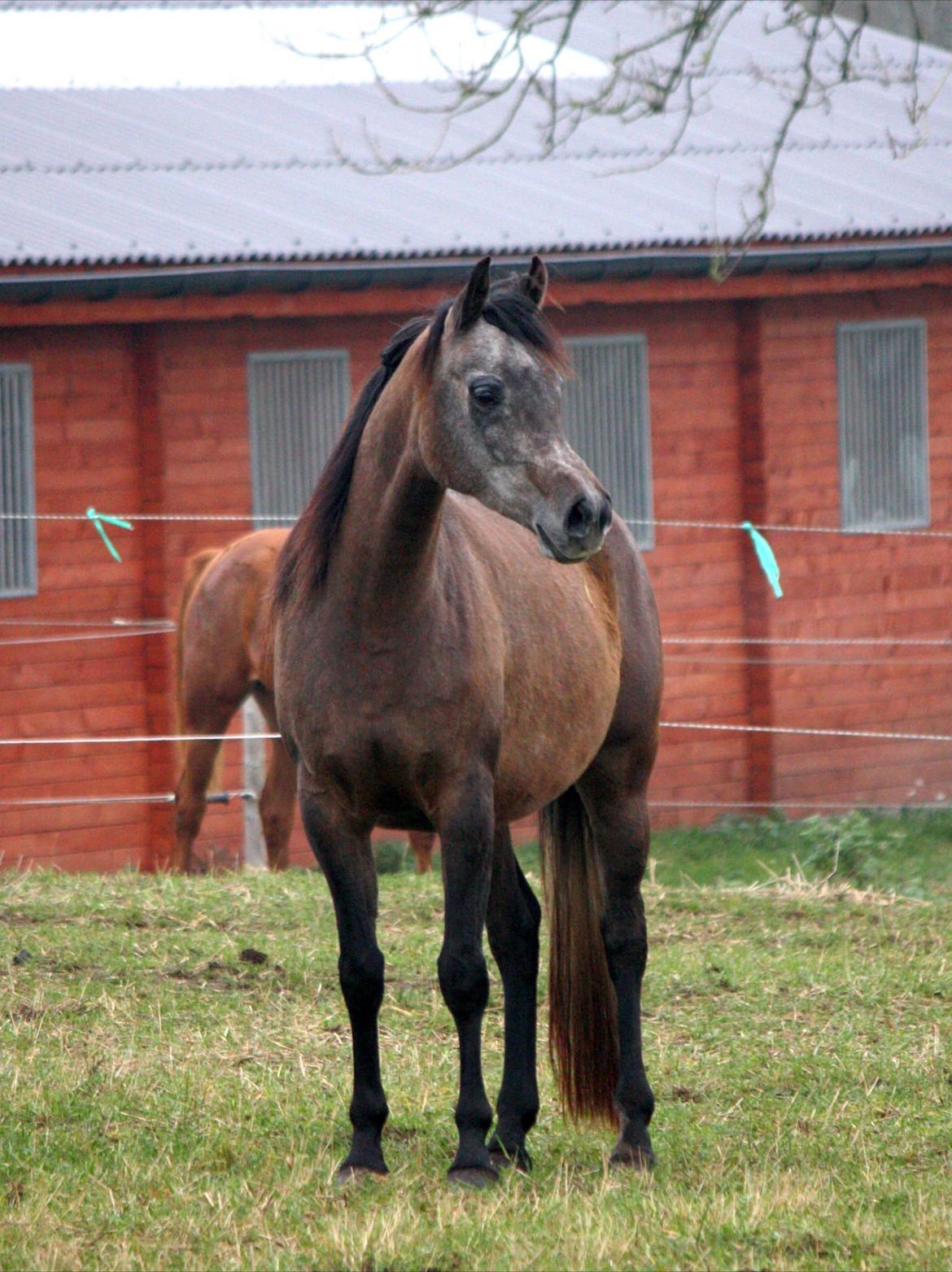 Arabisk fuldblod (OX) Estampa billede 5