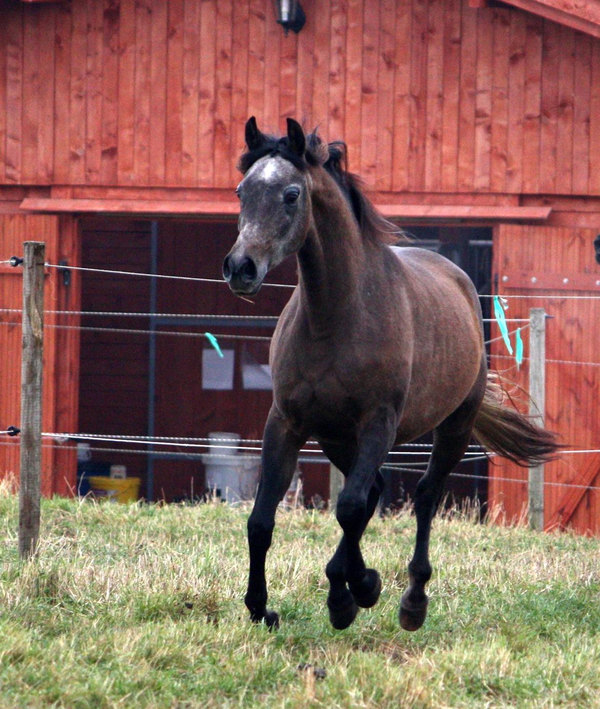 Arabisk fuldblod (OX) Estampa billede 7