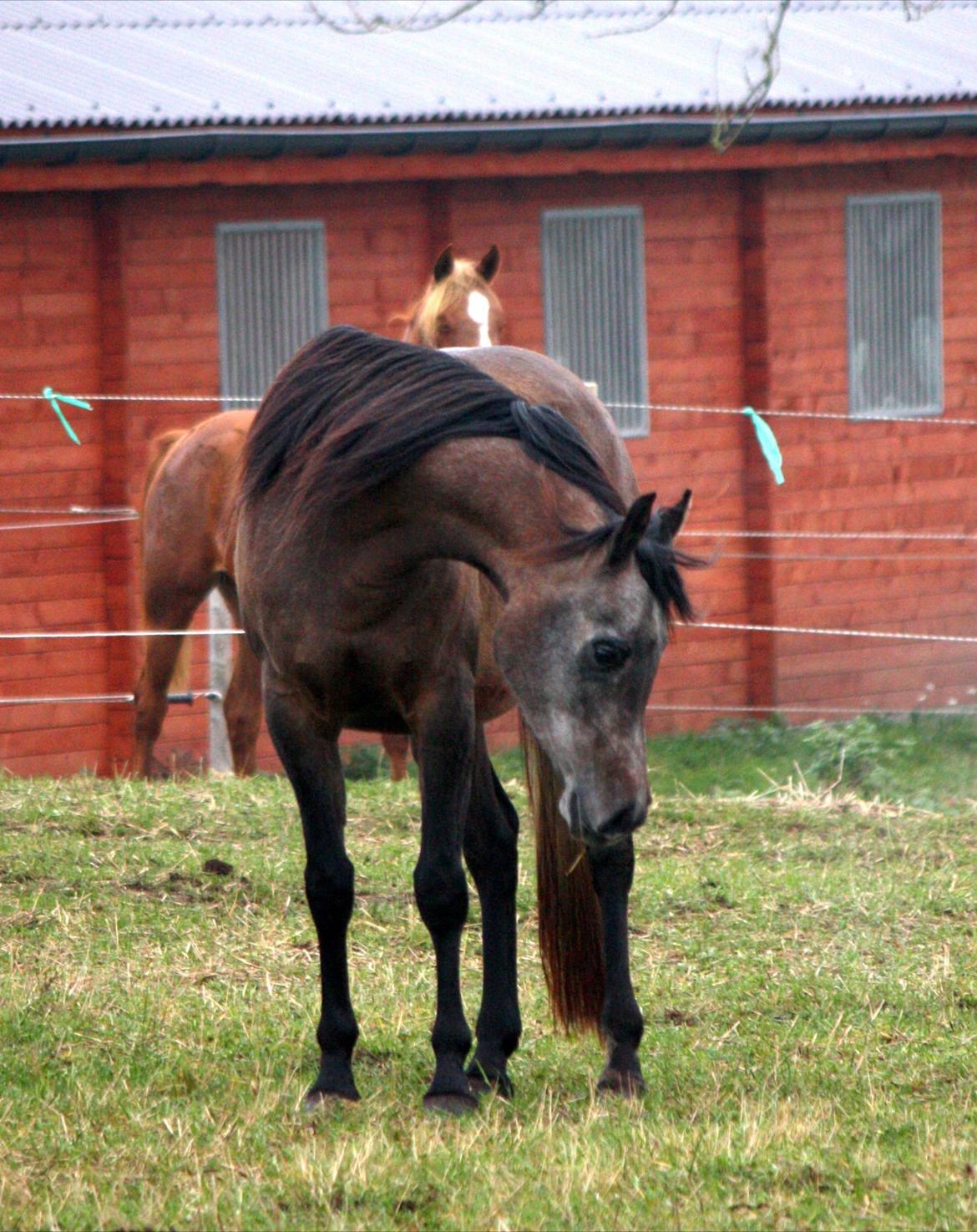 Arabisk fuldblod (OX) Estampa billede 8