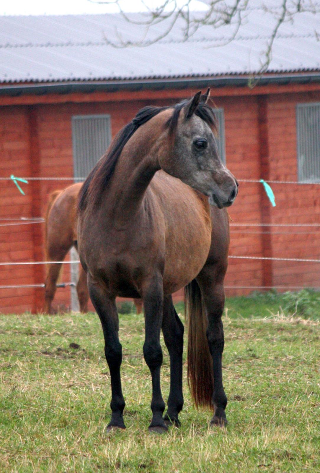 Arabisk fuldblod (OX) Estampa billede 9