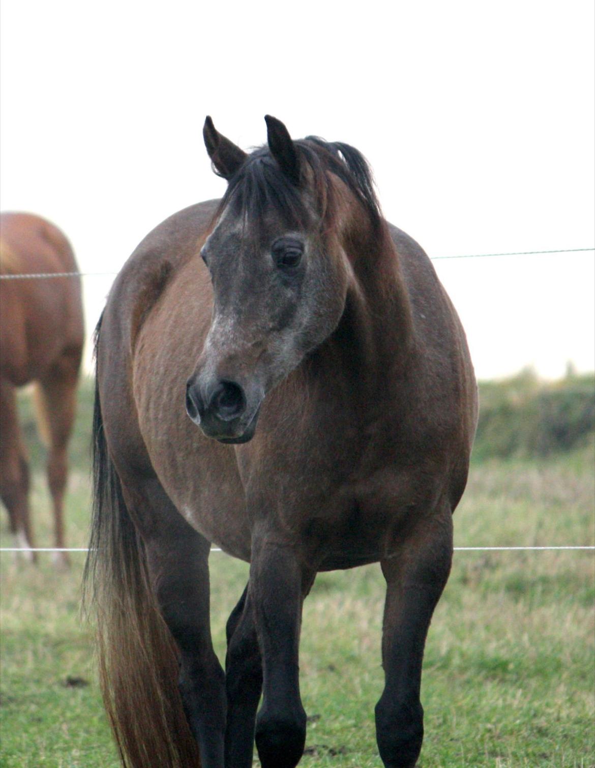 Arabisk fuldblod (OX) Estampa billede 6