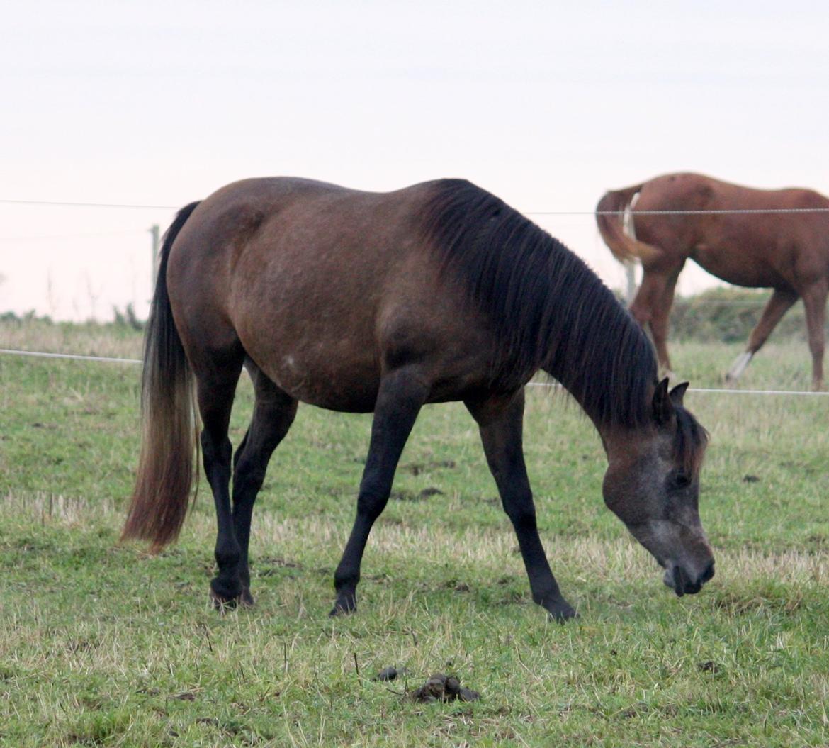 Arabisk fuldblod (OX) Estampa billede 10